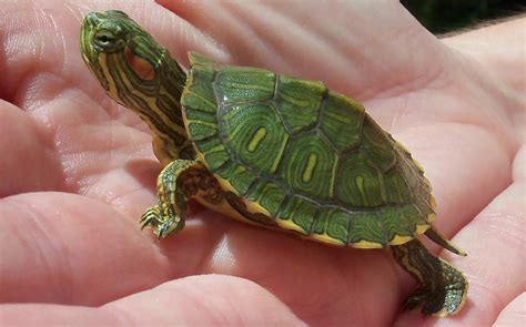 Here are some important considerations for caring for a red-eared slider turtle: Tank Size: Red-eared slider turtles require a large tank or outdoor pond with access to both land and water. As a general rule, the tank should be at least 10 gallons per inch of shell length for juveniles and at least 50 gallons for adults. Temperature and ... 